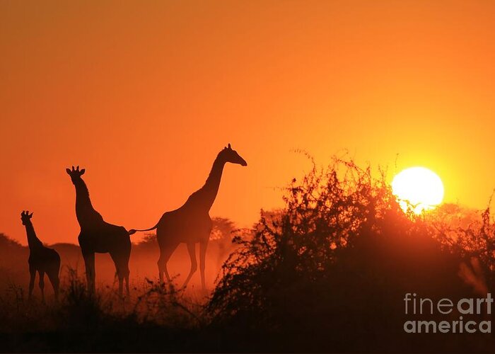 Flare Greeting Card featuring the photograph Giraffe Silhouette - African Wildlife by Stacey Ann Alberts