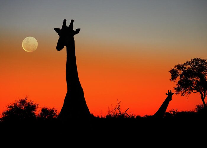 Botswana Greeting Card featuring the photograph Giraffes by Steve Allen