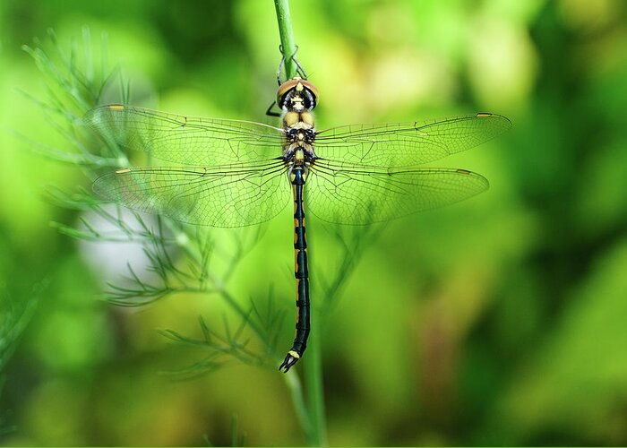 Insect Greeting Card featuring the photograph Glass Wing Dragon Fly by John Clutterbuck