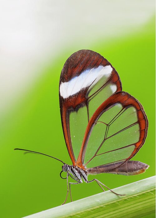 April2022 Greeting Card featuring the photograph Glasswing Butterfly Resting On Leaf by Edwin Giesbers /naturepl.com