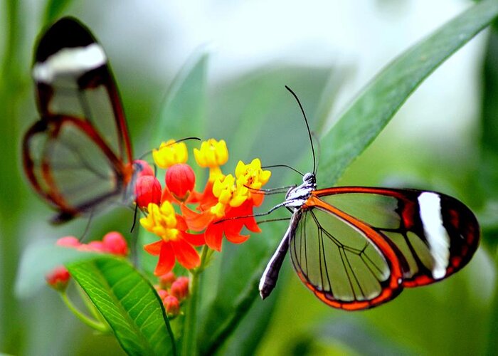 Insect Greeting Card featuring the photograph Glasswinged Butterfly On A Milkweed by Pallab Seth