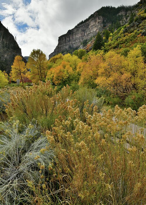  Greeting Card featuring the photograph Glenwood Canyon Fall Colors at Hanging Lake Exit by Ray Mathis