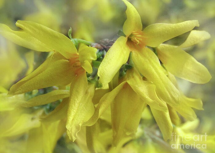 Forsythia Greeting Card featuring the photograph Glowing April 2 by Kim Tran