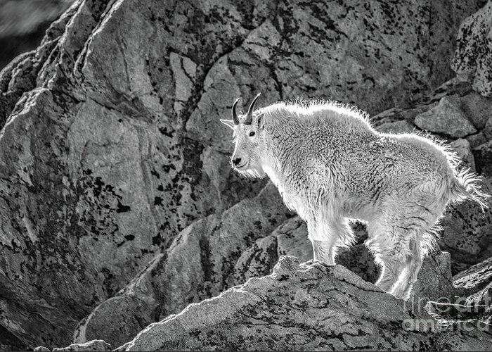 Mountain Greeting Card featuring the photograph Goat on High by Melissa Lipton