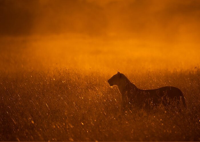 Lion Greeting Card featuring the photograph Gold Dust by Mohammed Alnaser