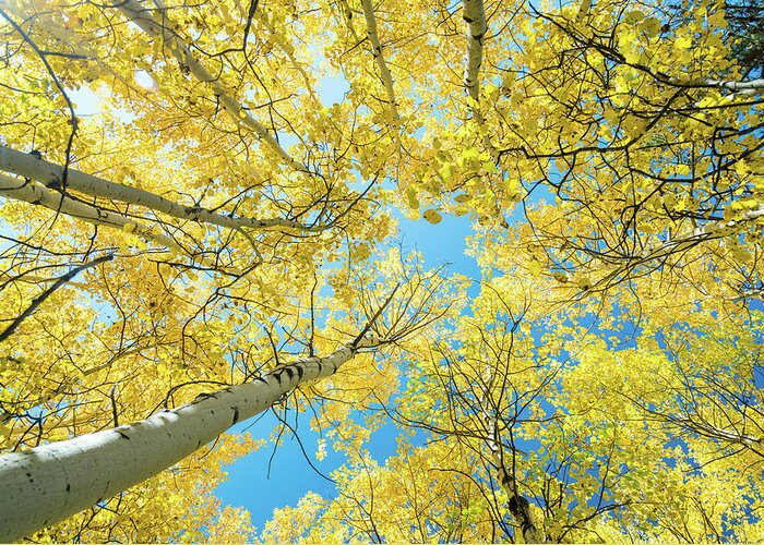 Autumn Greeting Card featuring the photograph Golden Aspen Tree Forest Canopy by James BO Insogna