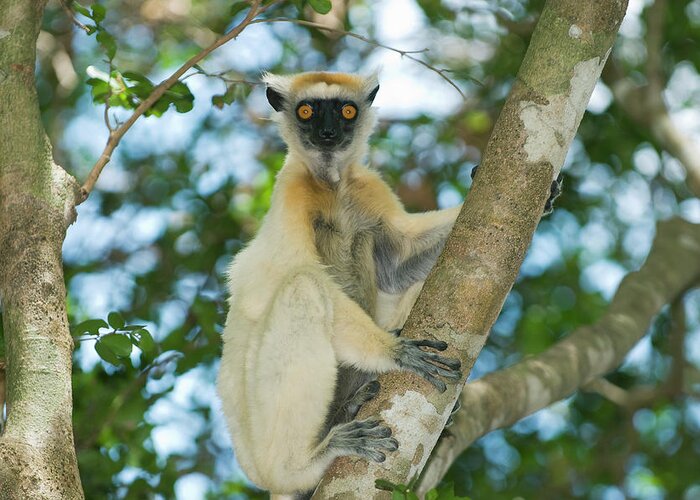 149228 Greeting Card featuring the photograph Golden-crowned Sifaka Propithecus by Nhpa