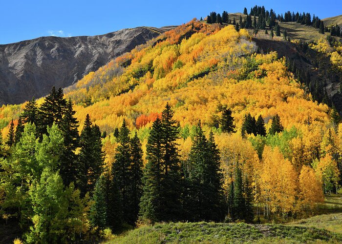 Colorado Greeting Card featuring the photograph Golden Hillsides Along Million Dollar Highway by Ray Mathis