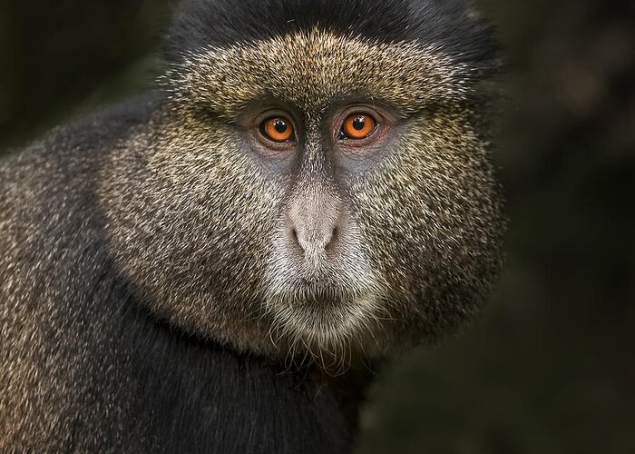 Monkey Greeting Card featuring the photograph Golden Monkey In The Volcanoes National Park, Rwanda. by Neville Jones