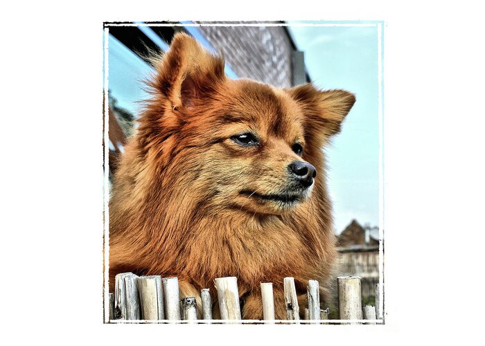 Toy Dog Greeting Card featuring the photograph Golden Pomeranian dog by Heidi De Leeuw
