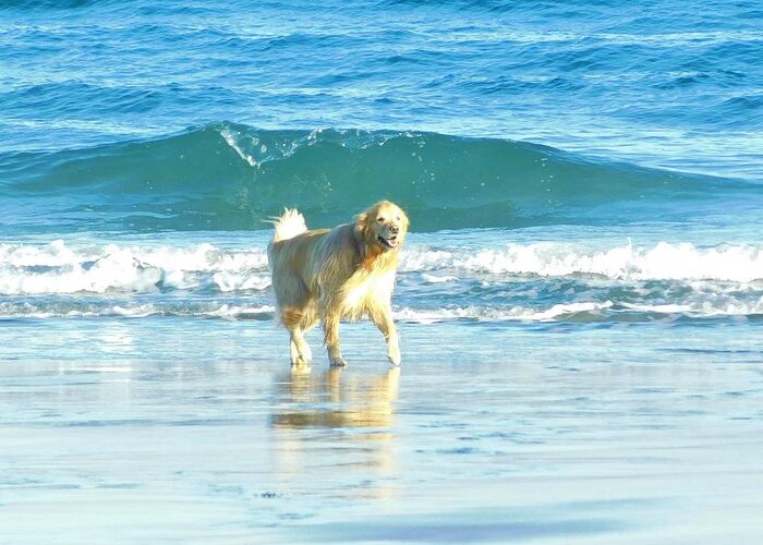 Golden Retriever Greeting Card featuring the photograph - golden retriever - Rye Beach NH by THERESA Nye