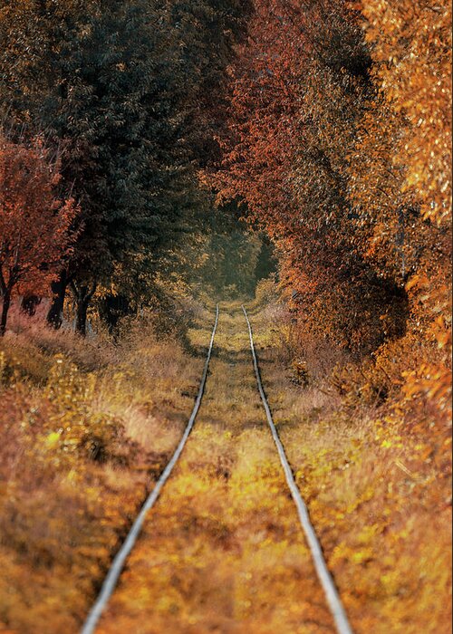 Tunnel Greeting Card featuring the photograph Golden tunnel by Jaroslaw Blaminsky