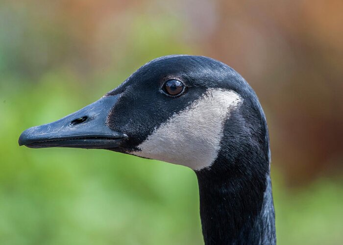 Waterfowl Greeting Card featuring the photograph Goose portrait by Cathy Kovarik