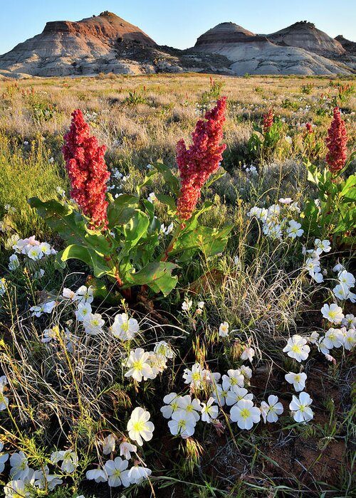 Ruby Mountain Greeting Card featuring the photograph Grand Junction Wildflowers by Ray Mathis
