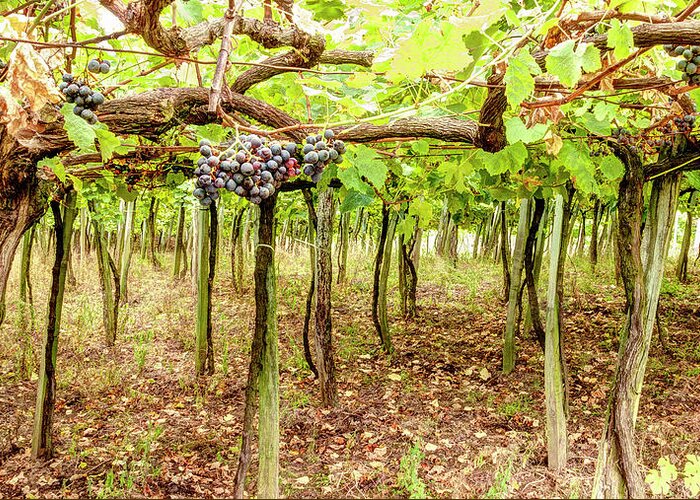 Grape Greeting Card featuring the photograph Grapes on a Vineyard by Weston Westmoreland