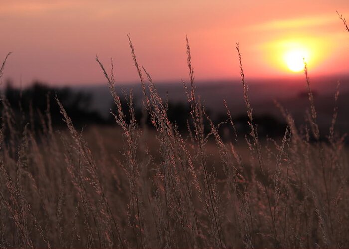 Idaho Greeting Card featuring the photograph Grass and sunset by Jean Evans