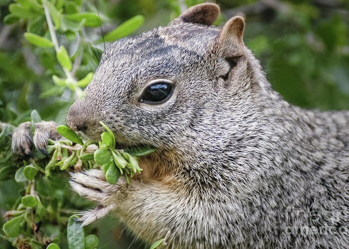 Squirrels Greeting Card featuring the photograph Gray Squirrel Eating Berries by Al Andersen