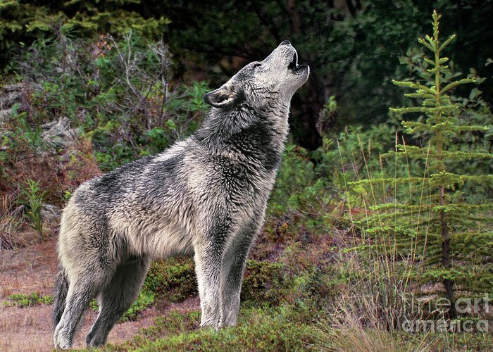 Gray Wolf Greeting Card featuring the photograph Gray Wolf Howling Endangered Species Wildlife Rescue by Dave Welling