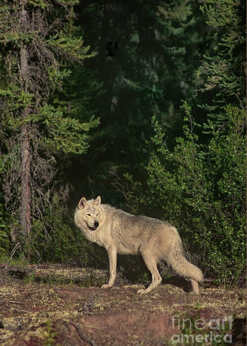 Dave Welling Greeting Card featuring the photograph Gray Wolf Poses In Taiga Forest Canada by Dave Welling