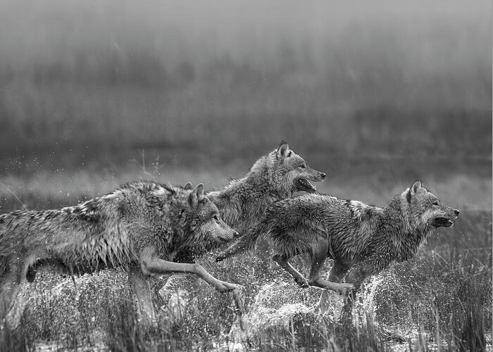 Disk1215 Greeting Card featuring the photograph Gray Wolves Running by Tim Fitzharris
