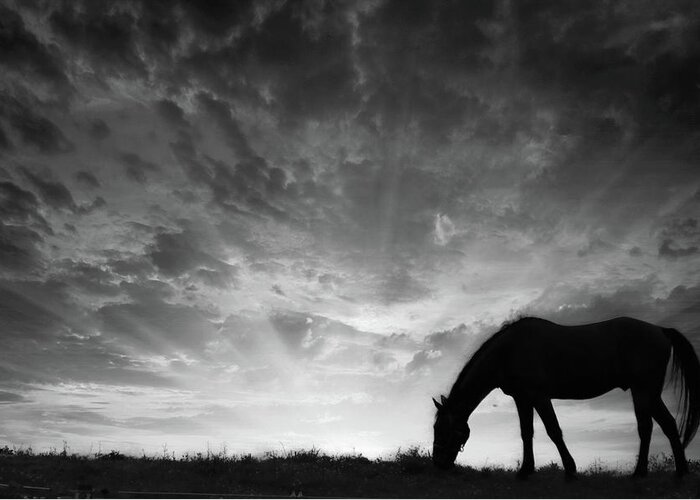 Horses Greeting Card featuring the photograph Grazing at Sunset by Rick Redman