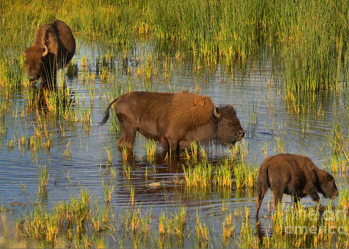 Bison Greeting Card featuring the photograph Grazing IN The Slough Creek Marsh by Adam Jewell