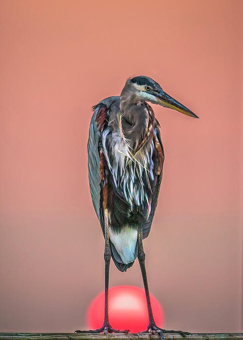 Heron Greeting Card featuring the photograph Great Ball of Fire by JASawyer Imaging