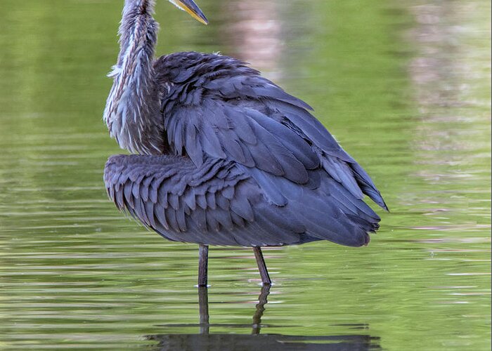 Great Blue Heron Greeting Card featuring the photograph Great Blue Heron 5755-081019 by Tam Ryan