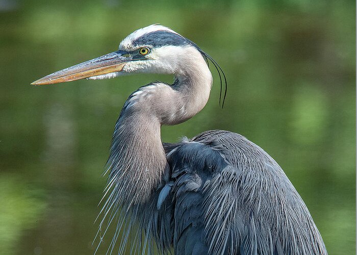Nature Greeting Card featuring the photograph Great Blue Heron after Preening DMSB0157 by Gerry Gantt