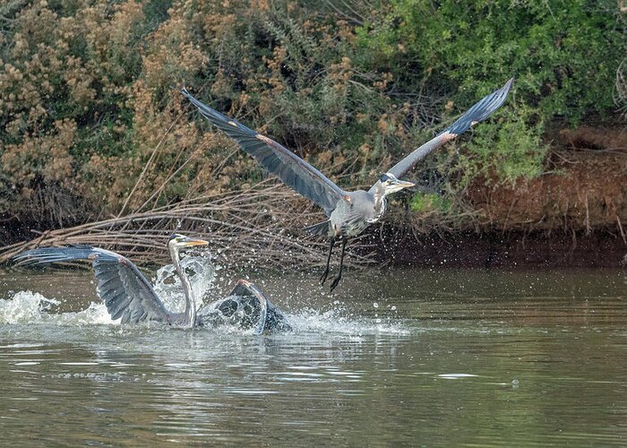 Great Blue Heron Greeting Card featuring the photograph Great Blue Heron Fight 4782-121118-1cr by Tam Ryan