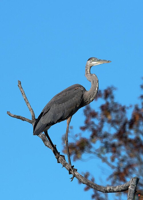 Nature Greeting Card featuring the photograph Great Blue Heron in a Tree DMSB0210 by Gerry Gantt