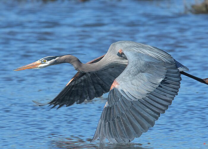 Nature Greeting Card featuring the photograph Great Blue Heron in Flight DMSB0153 by Gerry Gantt