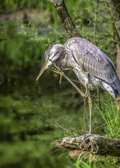 Birds Greeting Card featuring the photograph Great Blue Heron Itch by Donald Brown