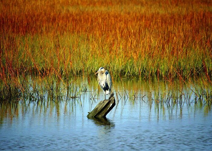 Great Blue Heron Greeting Card featuring the photograph Great Blue Heron On Wood by Cynthia Guinn