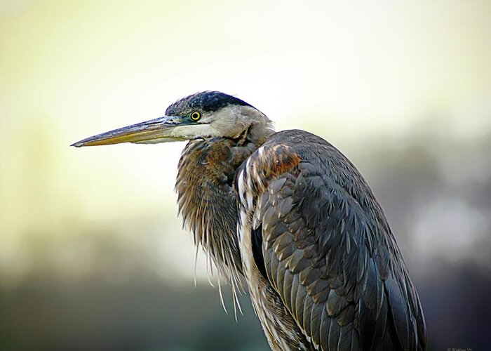 2d Greeting Card featuring the photograph Great Blue Heron Portrait by Brian Wallace