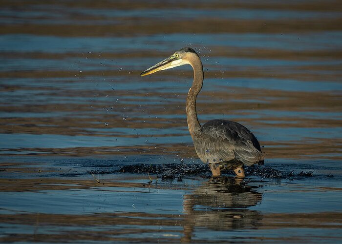 Great Blue Heron Greeting Card featuring the photograph Great Blue Heron by Rick Mosher