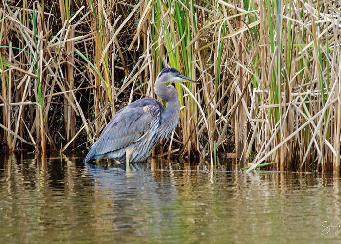 Bird Greeting Card featuring the photograph Great Blue Heron Six by Shawn M Greener