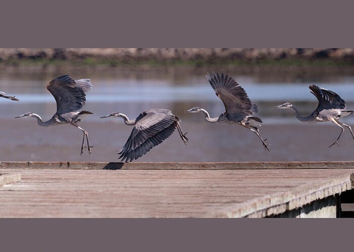Alameda Greeting Card featuring the photograph Great Blue Heron Take Off by Mike Gifford