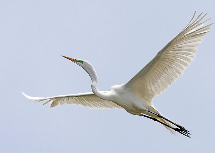 Stillwater Wildlife Refuge Greeting Card featuring the photograph Great Egret 2 by Rick Mosher