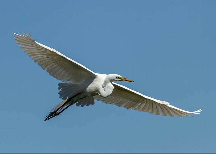 Great Egret Greeting Card featuring the photograph Great Egret 2014-2 by Thomas Young