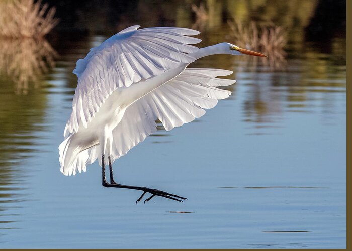 Great Egret Greeting Card featuring the photograph Great Egret 3822-110419 by Tam Ryan