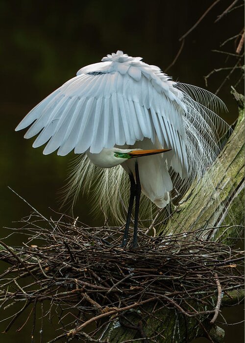 Nature Greeting Card featuring the photograph Great Egret Beauty by Donald Brown