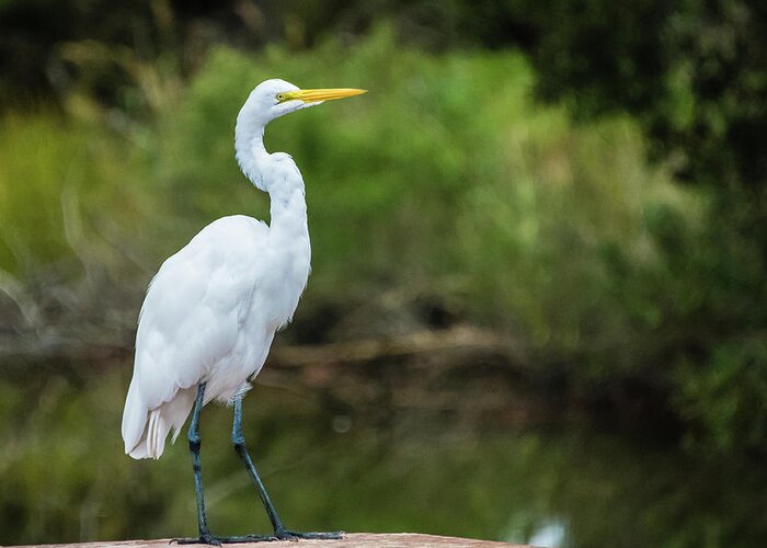 Egret Greeting Card featuring the photograph Great Egret by Jennifer Ancker