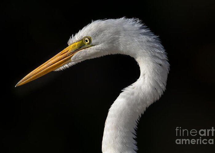Egret Greeting Card featuring the photograph Great Egret Portrait by Lisa Manifold
