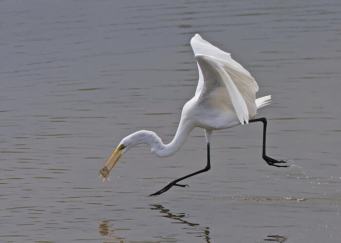Great Greeting Card featuring the photograph Great Egret by Ray Cooper