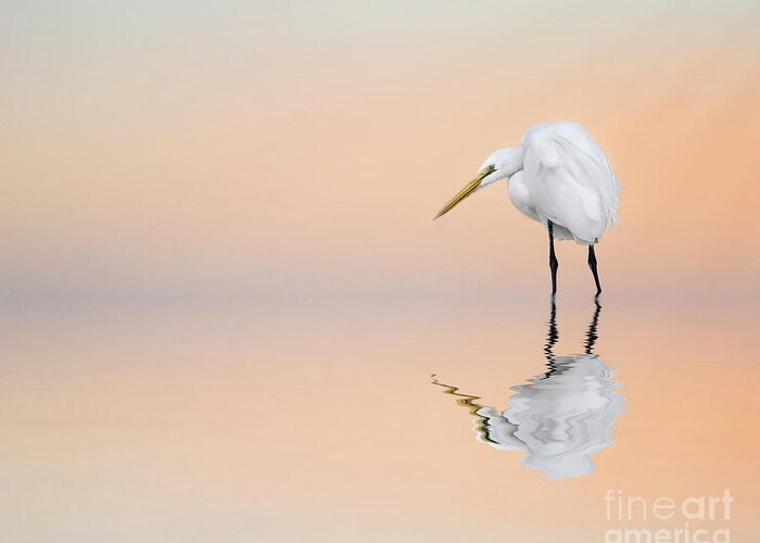Great Egret Greeting Card featuring the photograph Great Egret Reflecting by Brian Tarr