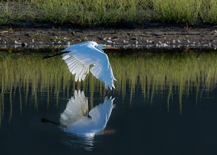 Great Egret Greeting Card featuring the photograph Great Egret by Rick Mosher