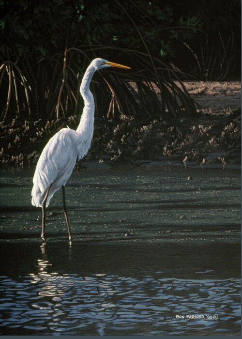 An Egret Standing In The Water Greeting Card featuring the painting Great Egret by Ron Parker