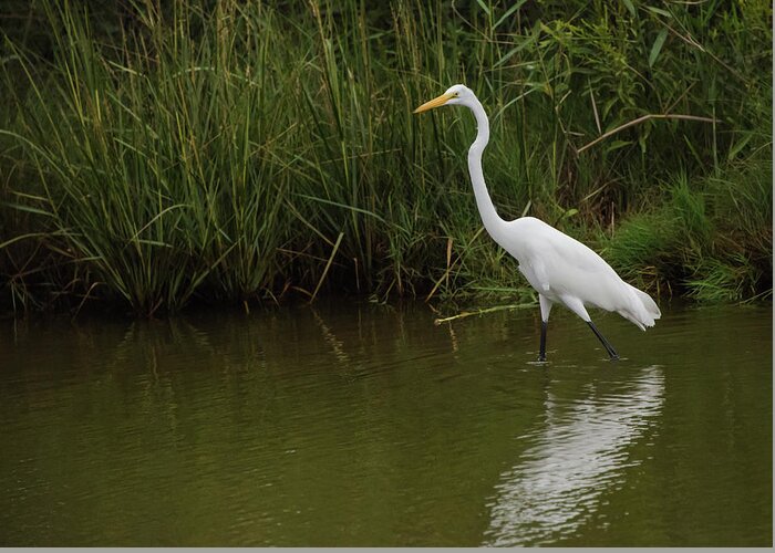 Egret Greeting Card featuring the photograph Great Egret Walking by Jennifer Ancker