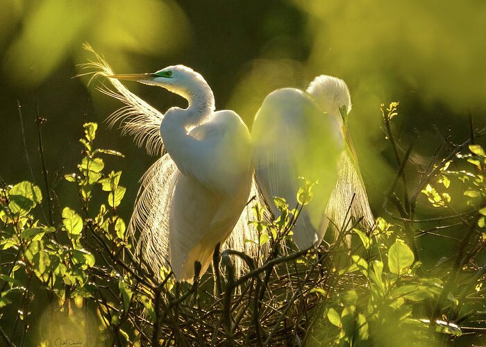 Great Egrets Greeting Card featuring the photograph Great Egrets in the Early Morning Sun by Judi Dressler